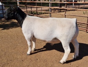 LOT 6 1X DORPER RAM MICKEY PHILLIPS T5