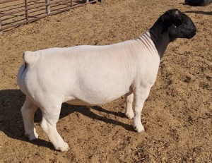 LOT 7 1X DORPER RAM MICKEY PHILLIPS T5