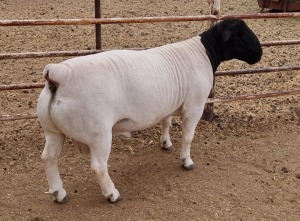 LOT 8 1X DORPER RAM MICKEY PHILLIPS T5