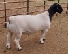 LOT 16 1X DORPER RAM MICKEY PHILLIPS T5 - 2