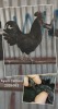 ONTTREK - LOT 4 1X AYAM CEMANI NELIS JANSE VAN RENSBURG - 2