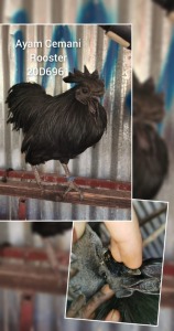 LOT 3 1X AYAM CEMANI NELIS JANSE VAN RENSBURG