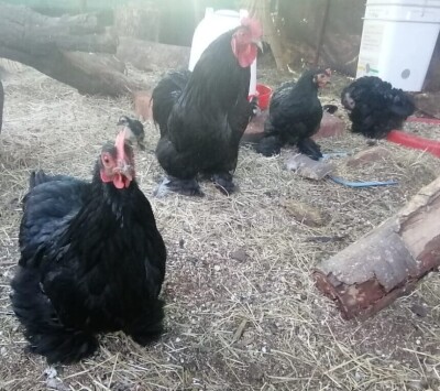 LOT 13 2X PEKIN BANTAM PAIR LIENTA ROELOFSE