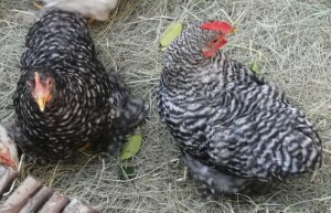 LOT 14 2X PEKIN BANTAM PAIR LIENTA ROELOFSE