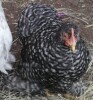 LOT 15 1X PEKIN BANTAM LIENTA ROELOFSE