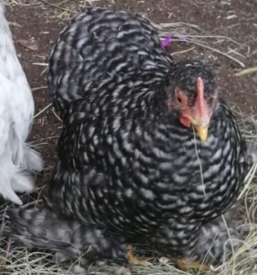 LOT 15 1X PEKIN BANTAM LIENTA ROELOFSE