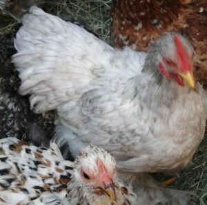 LOT 18 1X PEKIN BANTAM LIENTA ROELOFSE