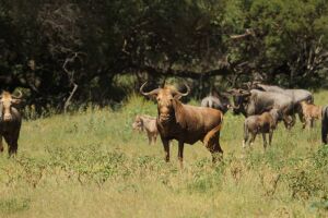 LOT 21  1x GOUE WILDEBEES BUL/GOLDEN WILDEBEEST BULL