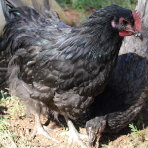 LOT 27 1X AUSTRALORP CHENE FOURIE