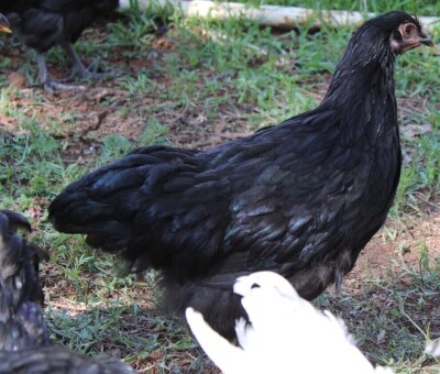 LOT 45 1X AUSTRALORP CHENE FOURIE