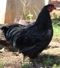 LOT 38 1X AUSTRALORP CHENE FOURIE