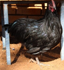 LOT 40 1X AUSTRALORP CHENE FOURIE