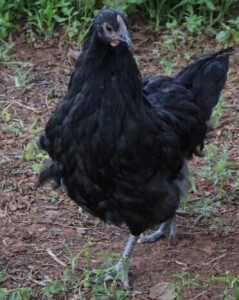 LOT 54 1X AUSTRALORP CHENE FOURIE