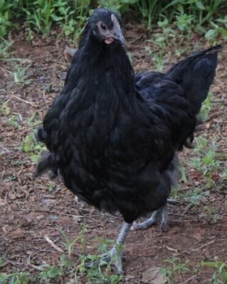 LOT 54 1X AUSTRALORP CHENE FOURIE