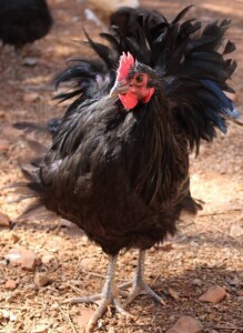 LOT 44 1X AUSTRALORP CHENE FOURIE