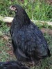 LOT 55 1X AUSTRALORP CHENE FOURIE