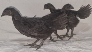 LOT 75 3X AYAM CEMANI CHANTE