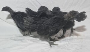 LOT 76 4X AYAM CEMANI (Per stuk om lot te neem)CHANTEPTA/BHSCOLOUR: BLACKDOB: OCTOBER 2021SEX: UNSEXED ,br> 