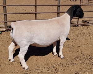 LOT 11 1X DORPER OOI/EWE MICKEY PHILLIPS T5