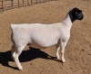 LOT 13 1X DORPER OOI/EWE MICKEY PHILLIPS T5