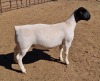 LOT 13 1X DORPER OOI/EWE MICKEY PHILLIPS T5 - 2