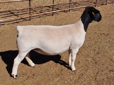 LOT 14 1X DORPER OOI/EWE MICKEY PHILLIPS T5