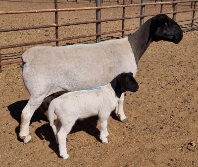 LOT 12 1+1X DORPER OOI/EWE MICKEY PHILLIPS STUD