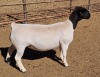 LOT 15 1X DORPER OOI/EWE MICKEY PHILLIPS T5