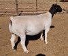 LOT 15 1X DORPER OOI/EWE MICKEY PHILLIPS T5 - 2