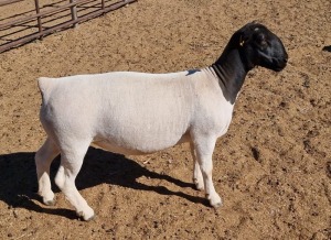 LOT 29 1X DORPER OOI/EWE MICKEY PHILLIPS STUD