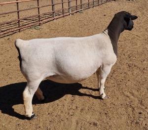 LOT 30 1X DORPER OOI/EWE MICKEY PHILLIPS FLOCK