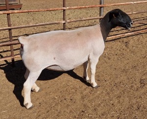 LOT 41 1X DORPER OOI/EWE MICKEY PHILLIPS T5