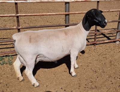 LOT 26 1+1X DORPER OOI/EWE MICKEY PHILLIPS T5