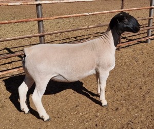 LOT 42 1X DORPER OOI/EWE MICKEY PHILLIPS T5