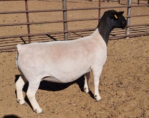 LOT 27 1X DORPER OOI/EWE MICKEY PHILLIPS T5