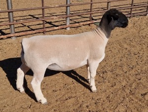 LOT 45 1X DORPER OOI/EWE MICKEY PHILLIPS T5