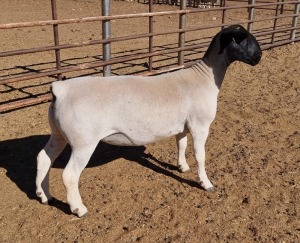 LOT 28 1X DORPER OOI/EWE MICKEY PHILLIPS STUD