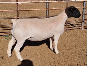 LOT 57 1X DORPER OOI/EWE MICKEY PHILLIPS STUD