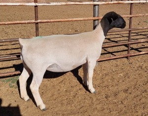 LOT 59 1X DORPER OOI/EWE MICKEY PHILLIPS STUD