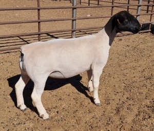 LOT 43 1X DORPER OOI/EWE MICKEY PHILLIPS FLOCK