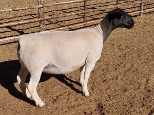 LOT 60 1X DORPER OOI/EWE MICKEY PHILLIPS T5