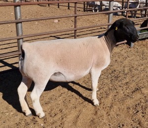 LOT 44 1X DORPER OOI/EWE MICKEY PHILLIPS T5