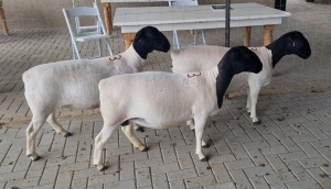 LOT 73 3X DORPER OOI/EWE MICKEY PHILLIPS STUD