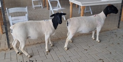 LOT 75 2X DORPER OOI/EWE MICKEY PHILLIPS STUD/TYPE 5