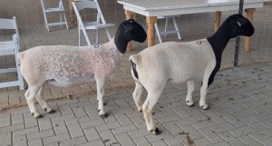 LOT 86 3X DORPER OOI/EWE MICKEY PHILLIPS FLOCK/STUD/TYPE 5 