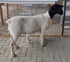 LOT 87 1+1X DORPER OOI/EWE MICKEY PHILLIPS STUD