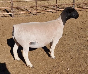 LOT 58 1X DORPER OOI/EWE MICKEY PHILLIPS T5