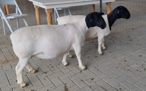 LOT 74 2X DORPER OOI/EWE MICKEY PHILLIPS T5