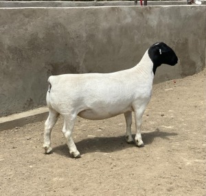 LOT 20 1X DORPER OOI/EWE LE ROY PHILLIPS T5