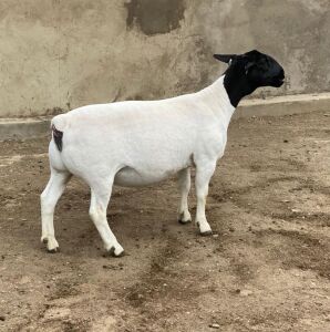 LOT 16 1X DORPER OOI/EWE LE ROY PHILLIPS T5